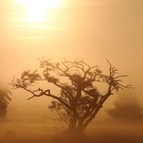 Nebel am Morgen - Foto: Uta Svensson