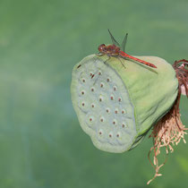 Libelle auf Frucht einer Lotus, Arboretum - Foto: Pertti Raunto