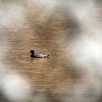 Eingerahmte Ente, Kreetortteich - Foto: Volker Svensson