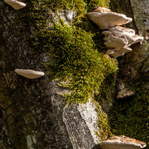 Fischbeker Heide - Foto: Hans Dieckmeyer