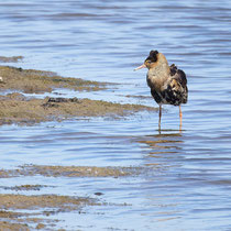 Kampfläufer - Foto: Pertti Raunto