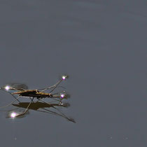 Wasserläufer - Foto: Hans Dieckmeyer