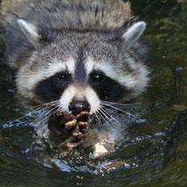 Waschbär - Foto: Uta Svensson