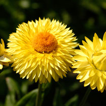 Omas Lieblingsblumen - Foto: Romana Thurz