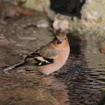 Buchfink, Rosengarten - Foto: Volker Svensson