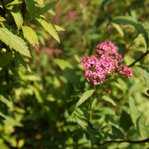 085 Spiere, Gartenskabiose (Hybride)   -   Aug_16 - Foto: Willi Heinsohn