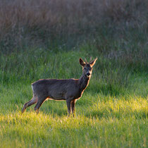 Original - Rehbock im Abendschein Ort: Hummelsbüttler-Moore - Foto:Riccardo Zschau