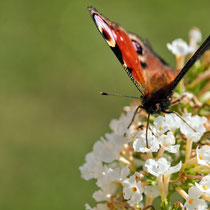 Tagpfauenauge an Flieder, Garten in Fischbek - Foto: Borg Enders