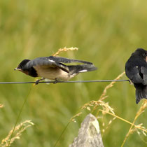 Rauchschwalben - Foto: Hans Dieckmeyer