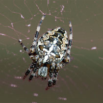 Combispinne   -   Foto: Jörg Recoschewitz