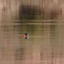 Maccoa Duck, Eritrea - Foto: Gesine Schwerdtfeger