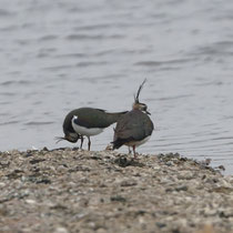 13 Huch! Ich hab mein Schlübber vergessen - Ort: Vogelstation Wedeler Marsch - Foto:  Uta Svensson