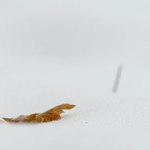 Herbstlaub im Schnee - Ort: Schenefeld - Foto: Andreas Spott