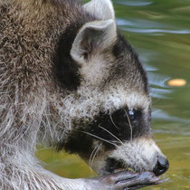 Waschbär - Foto: Uta Svensson