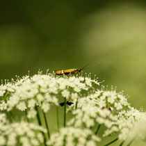 002 Kleinschmetterling Nemophora degeerella auf Doldenblüte   -   2016_06_07_Moor_Dagmar_Esfandiari