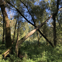 Vollhöfner Wald - Foto: Gerd Jürgen Hanebeck