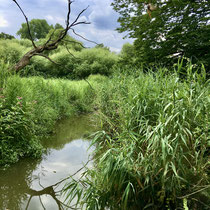 24 Ort: Jenischpark - Foto: Hans Jeikowski