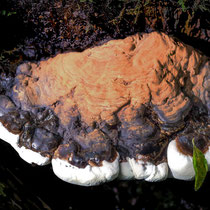 Echter_Zunderschwamm - Foto: Adolf Dobslaff