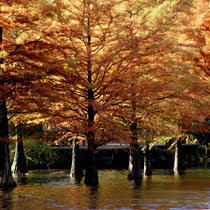 8. Platz mit 225 Pkt.   ,,Wasserbäume" - Arboretum; Ellerhoop - Willi Heinsohn