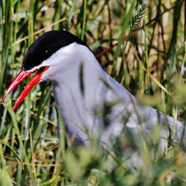 Seeschwalbe - Foto: Lothar Boje