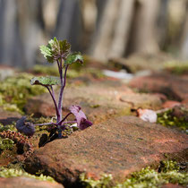 Mauerblümchen - Ort: Wittmoor-Lemsahl - Foto: Pertti Raunto