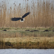 07 Vogelstation Wedeler Marsch - Foto: Holger Tobuschat