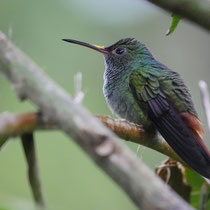 Costa Rica, Feuerkehlkolibri
