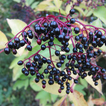 Elderberries in Autumn