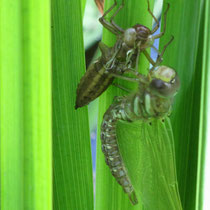 Dragon fly hatching out on iris leaves