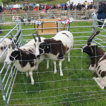 Reeth Show