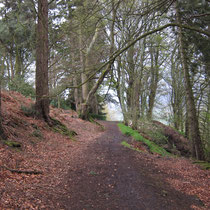 Woods near Barney Beck near Helaugh