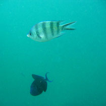 Poisson bagnard et Baliste bleu