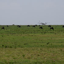Avion dans la savane, il apporte des touristes pour faire des safaris.