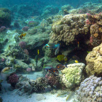 La vie dans le récif de corail