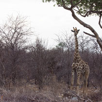 Girafe du parc d'Etosha