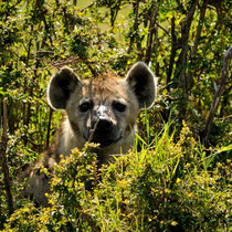 La hyène tachetée s'est camouflée dans un petit buisson.