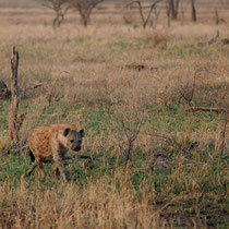 D'ailleurs  voilà une hyène qui a le ventre bien rempli
