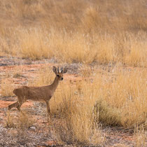 Steenbok mâle ou raphicere champêtre.