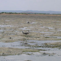 Aigrette ardoisée et goéland au fond