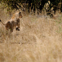 La lionne a appercue sa proie, en l'occurence un jeune phacochère dont on entendra sont dernier cri