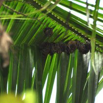Chauve souris à l'abri sous une feuille de palmier