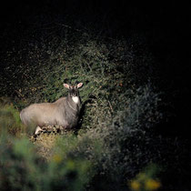 Antilope nilgaut (600 kg).