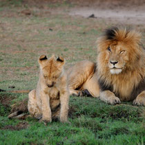 Le lion "scaface" et un jeune.