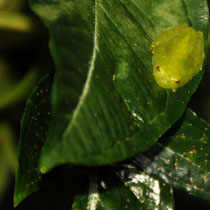 Grenouille transparente granulée cochranella granulosa