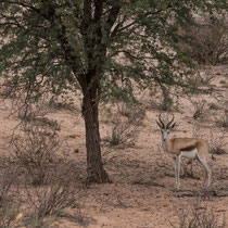 Springbok.