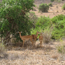 Impala femelle