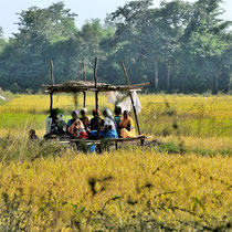 Assemblée de femmes dans les champs de riz.