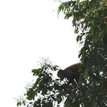 Atèle ou singe araignée