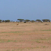 Une gazelle