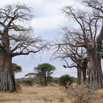 Des baobabs.